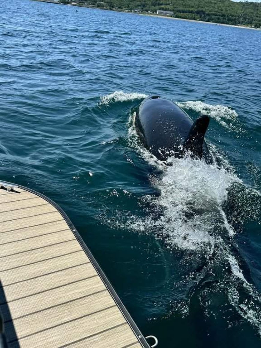 Rare sightings of killer whale: Nova Scotia boaters warned to keep their distance