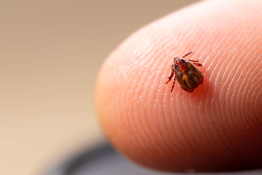 Lyme disease isn’t the only concern as tick-borne illness rises in Nova Scotia