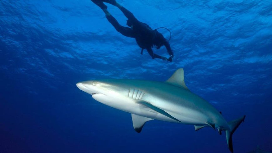 Fishing content creator who filmed himself being bitten by a shark while spearfishing lucky he still has leg