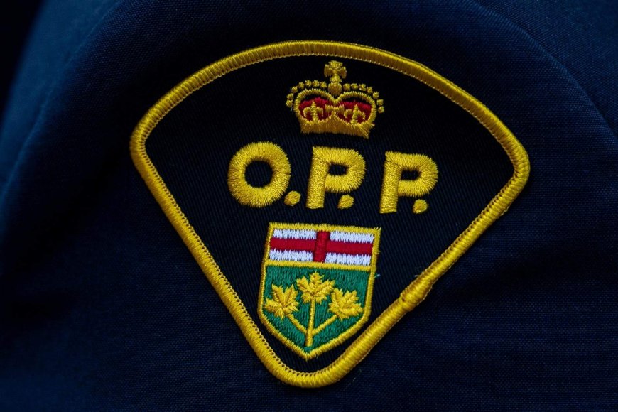 ‘Infuriating’: Cat dies after being thrown from moving vehicle, OPP say