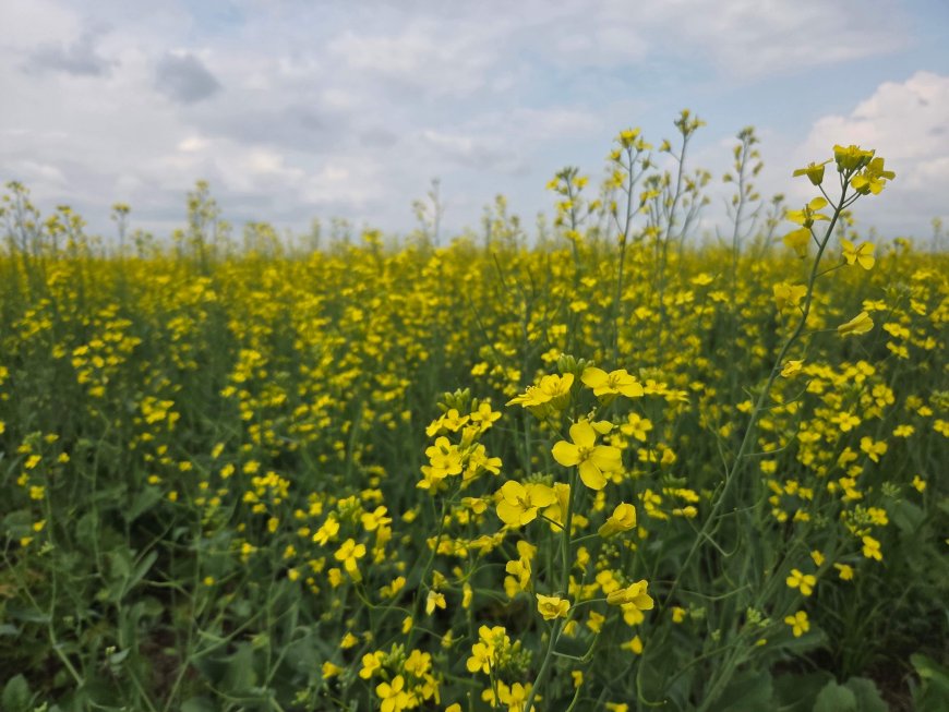 Promising crop gives Saskatchewan farmer reason to be optimistic