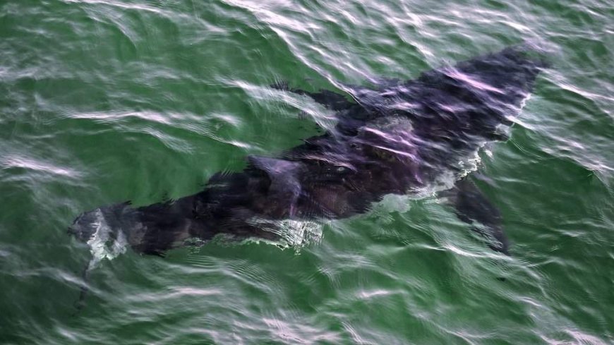 Large great white shark found dead on Nova Scotia beach, cause of death a mystery