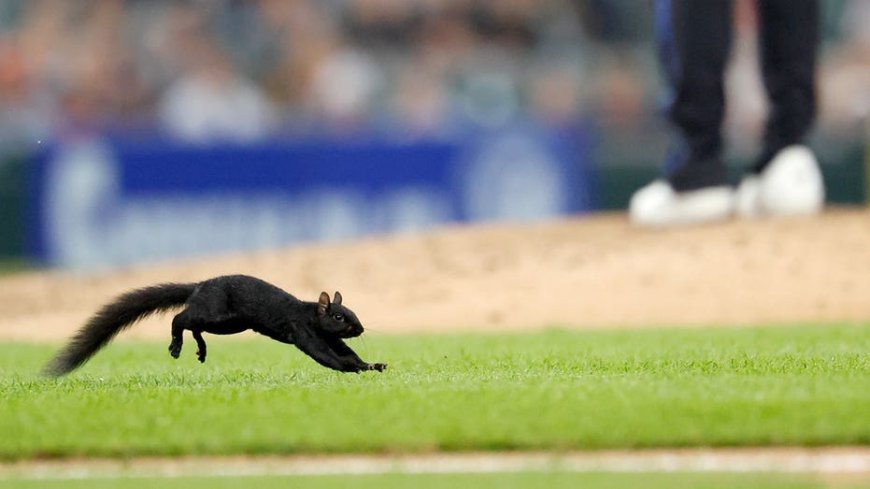 A squirrel invades MLB game, jumps into outfielders glove and causes chaos in hilarious scene