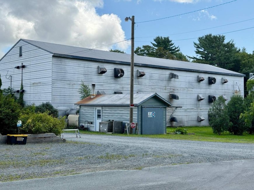 10K chickens dead after ventilation shut off in suspected break-in: N.S. RCMP