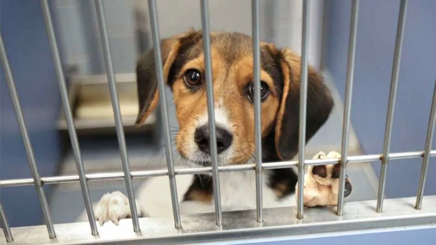 Fauci’s Diary Reveals Collusion With Obama to Debunk Beagle Torture Program