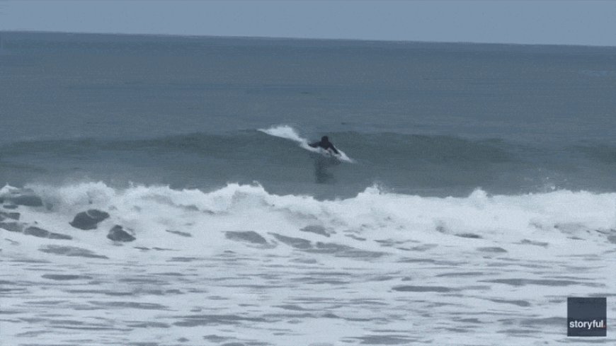 Shark Week shocker as great white breaches just yards from oblivious boogie boarder