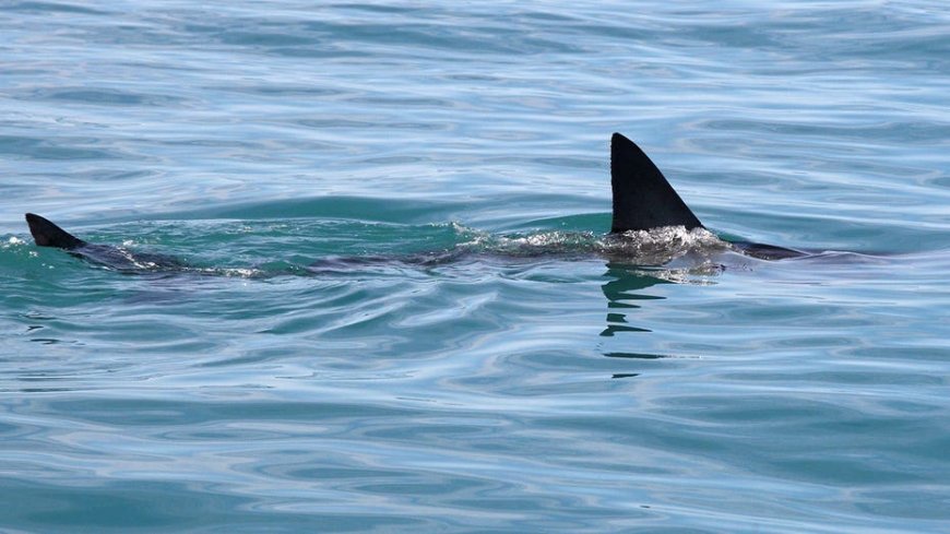 Shark Week puts shark bite survival in focus with ER doc's expert tips