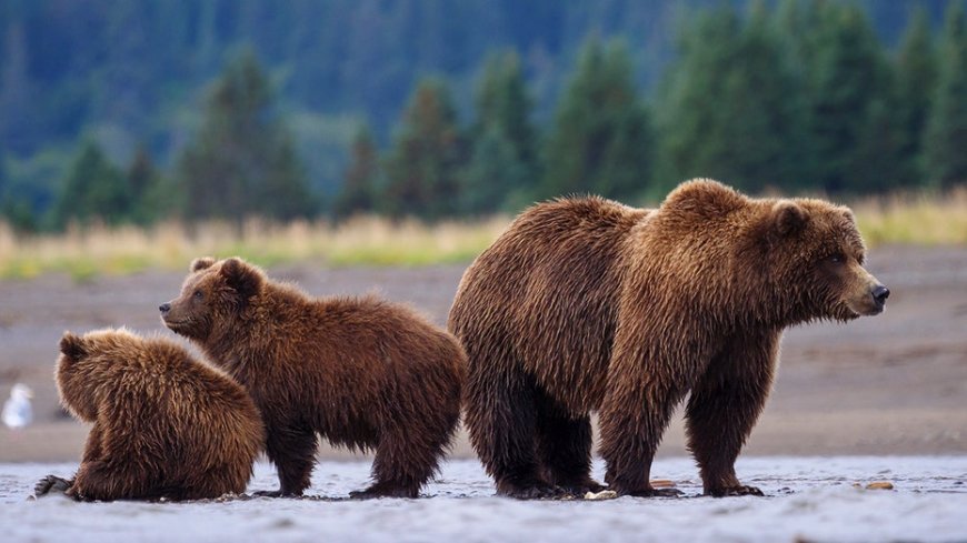 Washington's grizzly bear power grab is finally coming to a long-overdue end