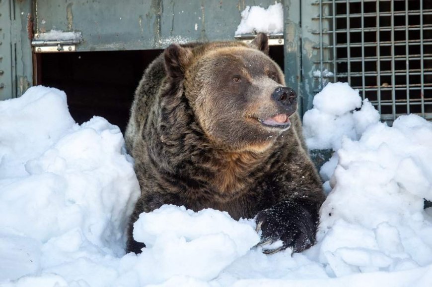 Grinder, one of two beloved grizzly bears on Grouse Mountain, dies