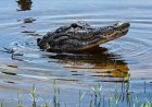 Florida woman loses arm in Silver River alligator attack as boater races to save her life
