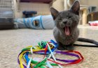 Shelter lowers pet adoption fees as capacity issues push rescues to find solutions