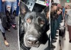 Heroic Florida K-9 returns to sheriff's office days after being shot protecting 3 deputies, losing leg