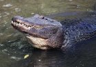 Son of Florida alligator attack victim says tourists and TikTokers are emboldening the gators