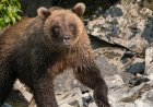 Alaska runner hospitalized after using bear spray to fight off brown bear on Alaska trail
