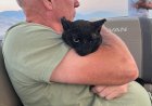 B.C. cat found on dock after Bradley Creek wildfire, burned and alone