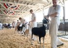 North Carolina warns mobile petting zoo visitors of rabies exposure after baby goats test positive