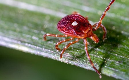 No cure, no vaccine: Experts warn of rare Bourbon virus after first NY case