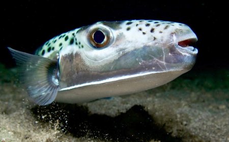 Toxic, bone-crushing fish from Hell terrorizes vacation waters