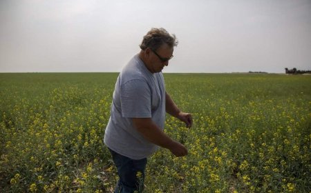 Saskatchewan senator, farmer Todd Lewis dies at 65