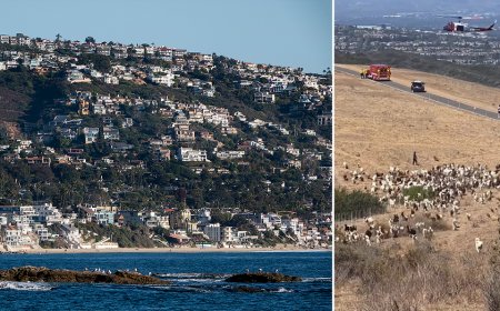 Hero sheepdog becomes unlikely rescue partner after unexpected move aids first responders