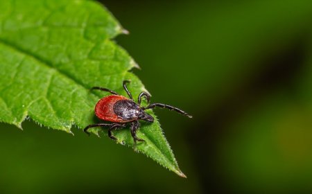 Tick-borne 'rabbit fever' spreads with cases reported near major metro area
