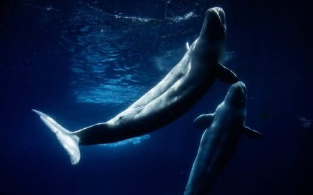 Everyone loved Marineland – then the tide turned. A look inside the park’s final days