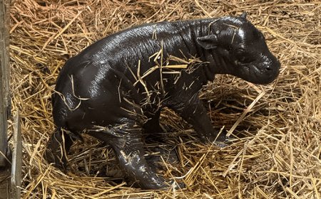 Toronto Zoo announces birth of endangered pygmy hippopotamus