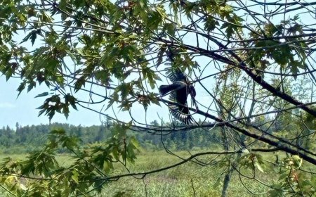 Ottawa firefighters free bird caught in tree, tangled in fishing line