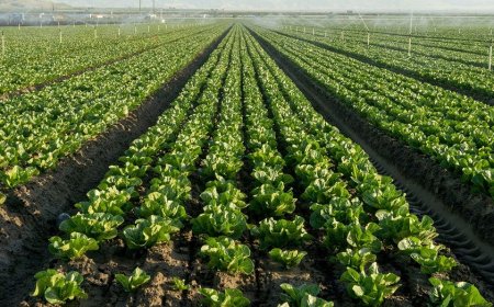 FDA widens Cyclospora outbreak investigation to six more states as confirmed cases top 6,000