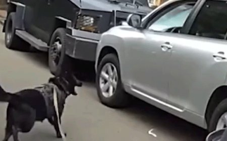 Bodycam shows police K-9 leaping into action after suspected impaired driver refused to surrender