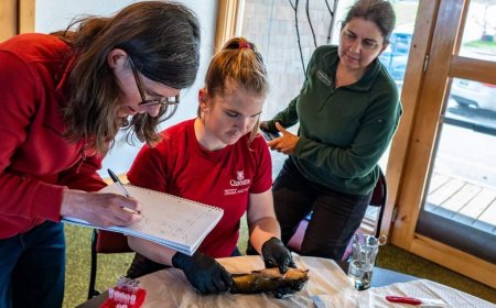 Researchers tracking whether contagious catfish cancer in Quebec has spread to N.B.