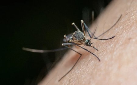 Brain-Swelling Mosquito-Borne West Nile Virus Surges Amid Controversial Mosquito-Release Program