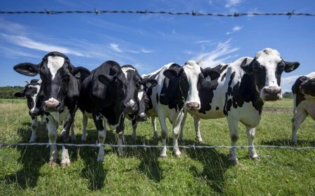 Canada must avoid concessions in U.S. trade talks, dairy farmers warn