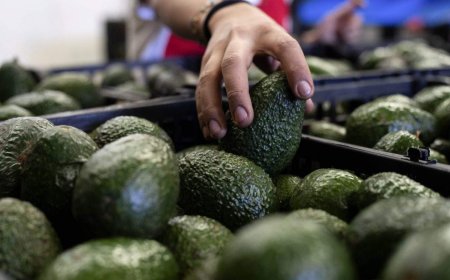 Canada’s avocado supply not impacted by U.S. pause on Mexico inspections