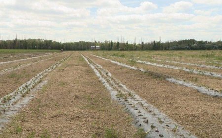 Prairie producers filed more than 4,000 crop insurance claims in stormy July