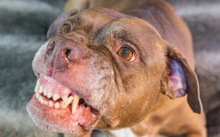 Social Media Users Discuss Scourge Of Violent Pit Bull Attacks After Actor Decries “Dog Racism”