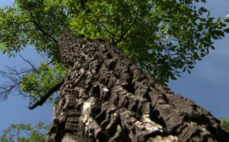 Dutch elm disease discovered in downtown Edmonton, Delwood-area trees