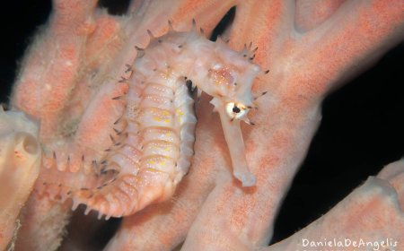 ‘Beautiful and wonderful’ new seahorse species named after UBC professor