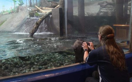 Ontario aquarium welcomes 3 new otter pups