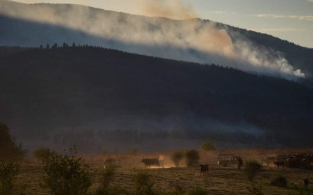 Why some B.C. farmers stay to fight, despite wildfire evacuation orders