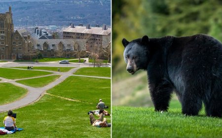 Cornell bans bear butchering after students carved up creature in dorm kitchen