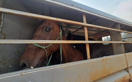 As massive B.C. wildfire raged, groups worked to rescue livestock, animals
