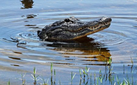 Florida woman loses arm in Silver River alligator attack as boater races to save her life