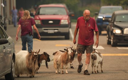 Summerland farmers can return to wildfire evacuation zone to care for their animals