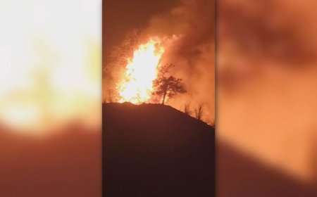 Animal sanctuary among evacuees of Summerland wildfire