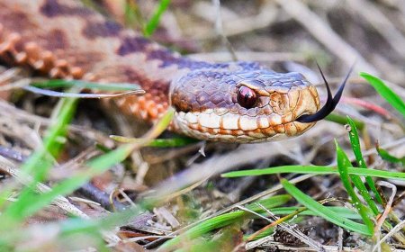 High school football player practices with venomous snake hiding inside helmet before coach's discovery