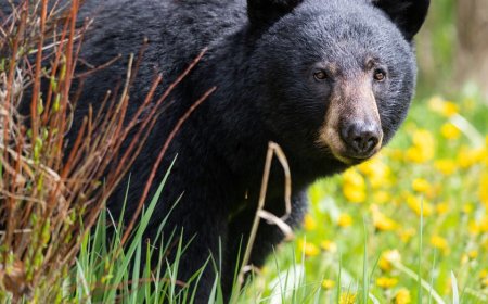 Cat stands its ground against a black bear and comes out on top in viral TikTok video