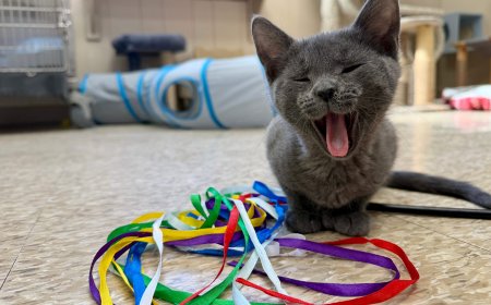 Shelter lowers pet adoption fees as capacity issues push rescues to find solutions