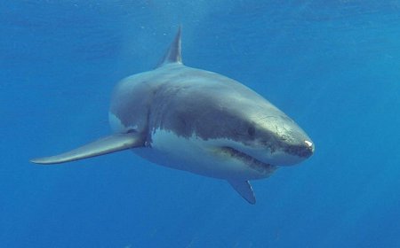 Veteran lifeguard, 71, dragged underwater off the coast of Maine by great white shark