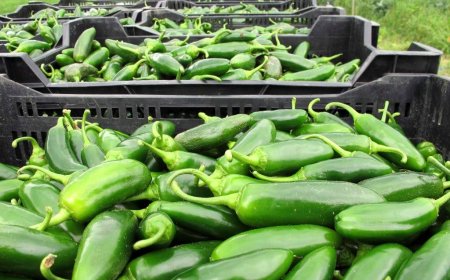 Taylor Farms recalls jalapeno products amid salmonella outbreak